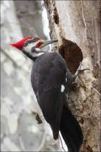 Quel est le nom de cet oiseau ?