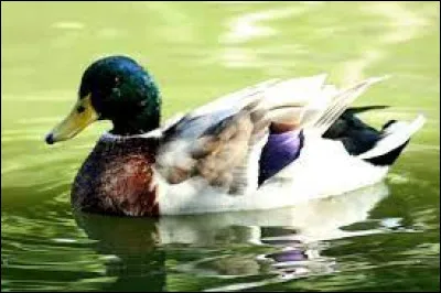 Quel est le nom de cet oiseau ?