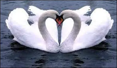 Quel est le nom de cet oiseau ?