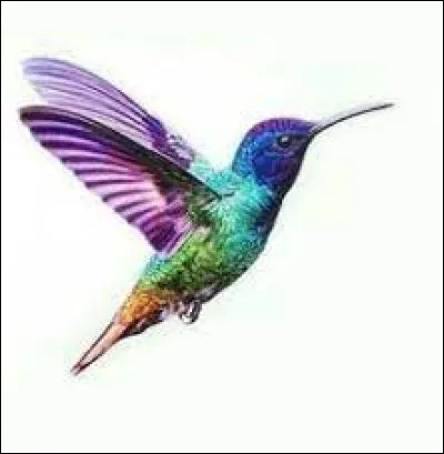 Quel est le nom de cet oiseau ?