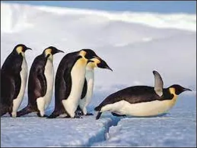 Quel est le nom de cet oiseau ?