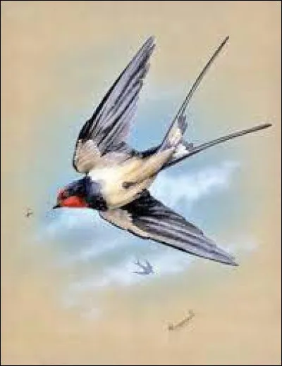 Quel est le nom de cet oiseau ?