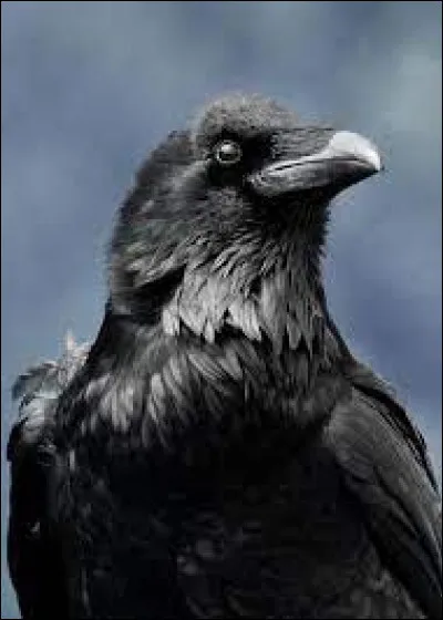 Quel est le nom de cet oiseau ?