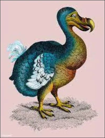 Quel est le nom de cet oiseau ?