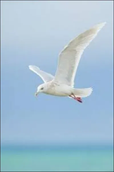 Quel est le nom de cet oiseau ?