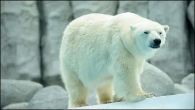 Qu'est-ce que vous voyez ?