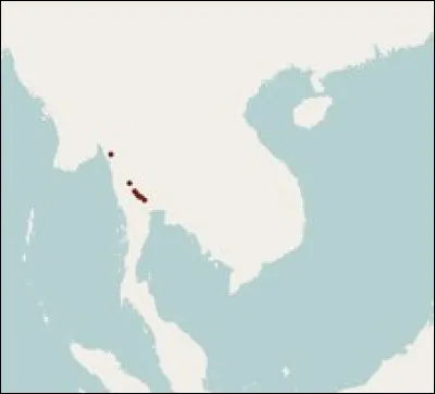 Qu'est-ce que la kitti à nez de porc ?