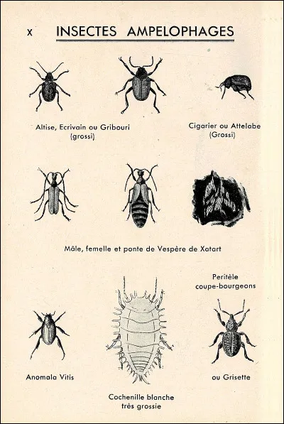 Que fait l'insecte ampélophage ?