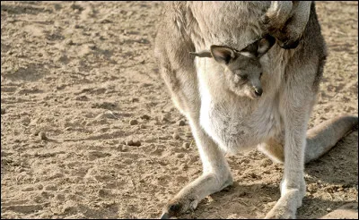 Quel prénom porte le bébé kangourou ?