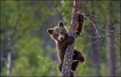 Combien de temps les oursons restent-ils avec leur mère ?