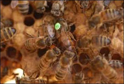 Comment nomme-t-on les bébés abeilles après leur développement larvaire ?