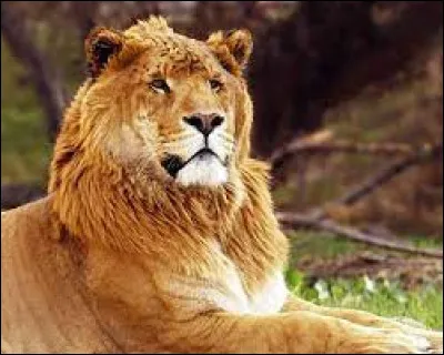 Quelle espèce animale est le père d'un ligre ?