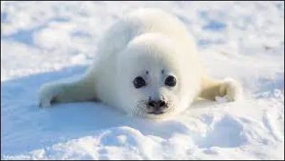 Comment appelle-t-on le bébé du phoque ?