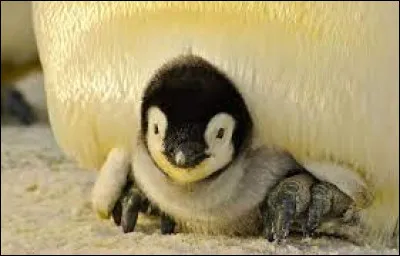 À combien de bébés peut donner naissance un couple de pingouins chaque année ?