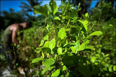 Quelle est la couleur dominante sur cette image ?