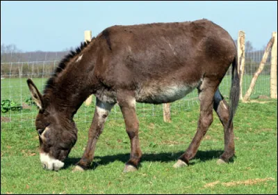 Stéphanie recherche le nom de cet animal. Pouvez-vous l'aider ?