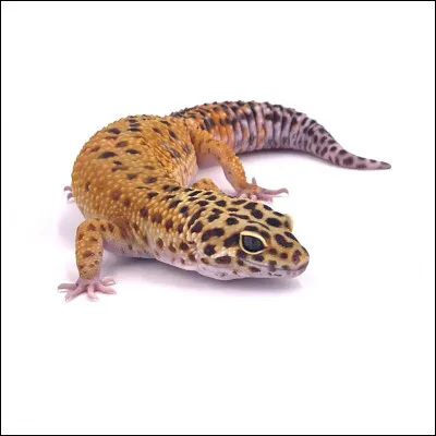 Stéphanie recherche le nom de cet animal. Pouvez-vous l'aider ?