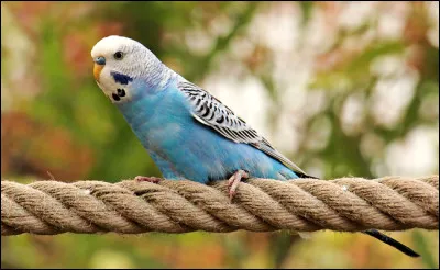 Stéphanie recherche le nom de cet animal. Pouvez-vous l'aider ?