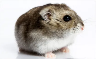 Stéphanie recherche le nom de cet animal. Pouvez-vous l'aider ?