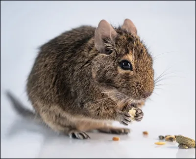 Stéphanie recherche le nom de cet animal. Pouvez-vous l'aider ?