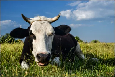 Stéphanie recherche le nom de cet animal. Pouvez-vous l'aider ?