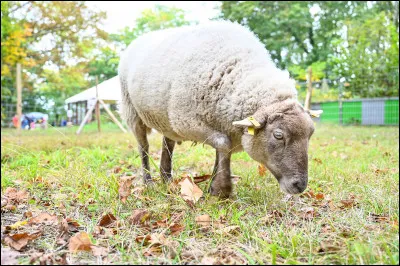 Stéphanie recherche le nom de cet animal. Pouvez-vous l'aider ?