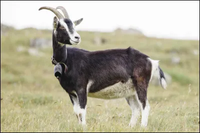 Stéphanie recherche le nom de cet animal. Pouvez-vous l'aider ?