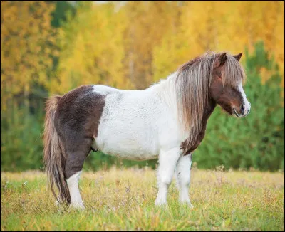 Stéphanie recherche le nom de cet animal. Pouvez-vous l'aider ?