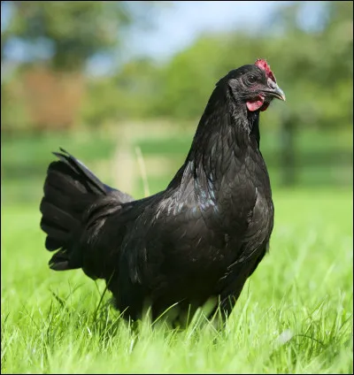 Stéphanie recherche le nom de cet animal. Pouvez-vous l'aider ?