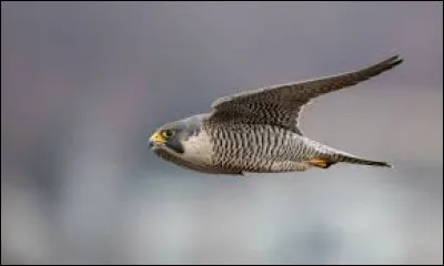 Quel est le rapace le plus rapide du monde ?