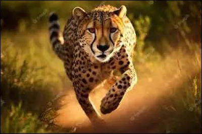 Quel est l'animal terrestre le plus rapide au monde ?
