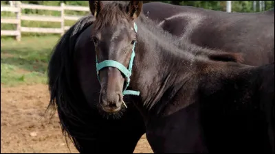 Combien voudrais-tu de chevaux ?