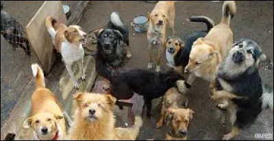 Dans quelle ville peut-on trouver un refuge (LPA-NF) pour adopter un animal ?