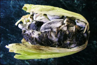 Le huitlacoche, c'est une spécialité du Mexique, un épis de maïs infecté de champignons comestibles pathogènes surnommé le "caviar des aztèques".