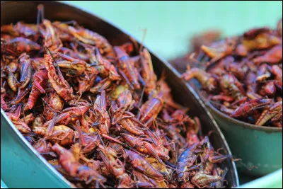 Les chapulines, c'est une spécialité du Mexique, des criquets frits avec du piment et de l'ail que l'on sert à l'apéritif.