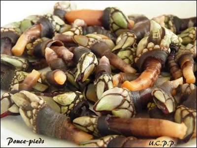 Le pouce-pied, c'est une spécialité du Portugal, un crustacé rare cuit au court-bouillon et servi chaud.