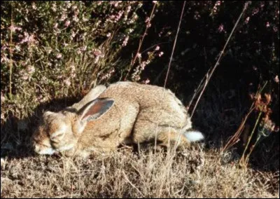 Soudain, un cri retentit, provenant des broussailles, tu t'approches et aperçois un lapin mort.
En plongeant dans tes pensées tu te souviens que tu es en train d'apprendre les formules, en particulier celle de ressusciter.
Tu pourrais très bien sauver ce lapin.
Que fais-tu ?