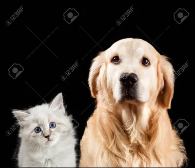 À quoi sert la racine de cerfeuil ?