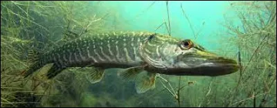 Quelle lettre faut-il remplacer pour obtenir de quoi suspendre ?