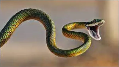 Quelle lettre faut-il remplacer pour obtenir un engagement solennel ?