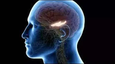 Quelle partie du cerveau la maladie d'Alzheimer commence-t-elle par attaquer ?