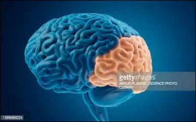 Comment s'appelle cette partie du cerveau ?