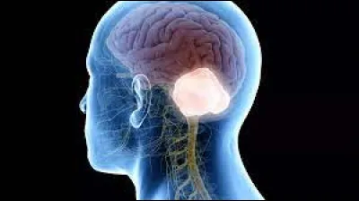 Quelle partie de l'encéphale est l'organe essentiel de coordination des mouvements volontaires et de l'équilibre ?