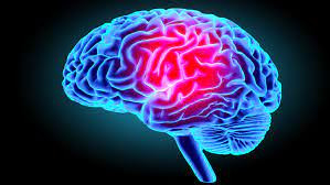 Quiz Cerveau