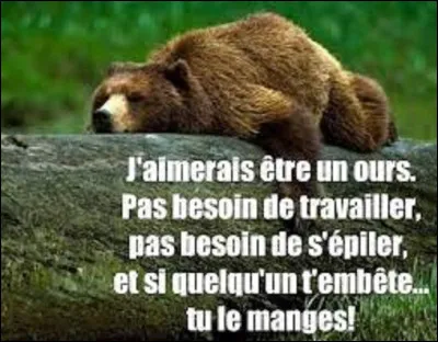À part ses congénères et les humains, quel animal est le seul prédateur de l'ours ?