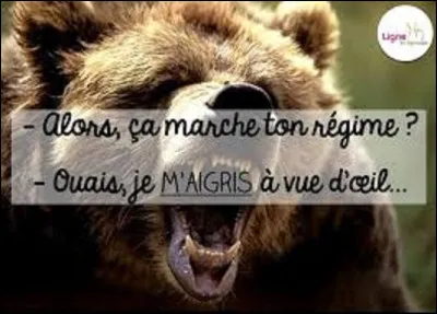 Pesant entre 220 kg et 340 kg, quelle race d'ours est la plus grosse ?