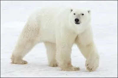 Sur quel continent vit l'ours blanc, appelé aussi ours polaire ?