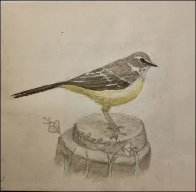 Quel est cet oiseau ?