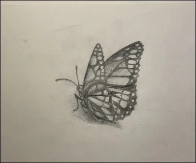 De quelle couleur sont les monarques ?