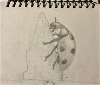 Vrai ou faux : 
Les fourmis peuvent se lier avec les pucerons et attaquer les coccinelles.